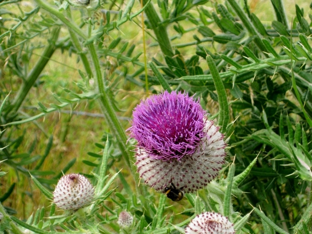 A large thistle and a bee
